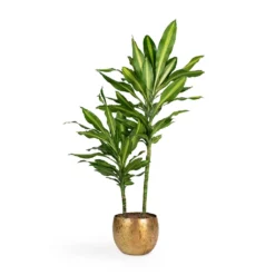 Dracaena Fragrans Cintho - Multi Stem -Outlet The Ever Sprout Store Dracaena fragrans Cintho Multi Stem 19x80cm 2stems Ellen Metal Plant Pots Set3 Brass