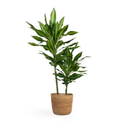 Dracaena Fragrans Cintho - Multi Stem -Outlet The Ever Sprout Store Dracaena fragrans Cintho Multi Stem 19x80cm 2stems Igmar Plant Basket Natural 26x23cm