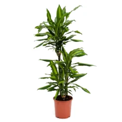 Dracaena Fragrans Cintho - Multi Stem -Outlet The Ever Sprout Store Dracaena fragrans Cintho Multi Stem