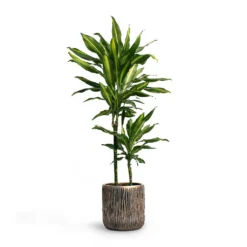 Dracaena Fragrans Cintho - Multi Stem -Outlet The Ever Sprout Store Dracaena fragrans Cintho MultiStem 19x80cm Plant Pot Luxe Lite Waterfall Cylinder Planter Bronze 23x22 1