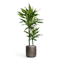 Dracaena Fragrans Cintho - Multi Stem -Outlet The Ever Sprout Store Dracaena fragrans Cintho MultiStem 19x80cm Plant Pot Luxe Lite Wrinkle Cylinder Planter Bronze 23x22cm