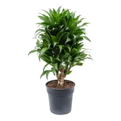 Dracaena Fragrans Compacta - Branched 19 Dracaena Fragrans Compacta - Branched -Outlet The Ever Sprout Store Dracaena fragrans Compacta Branched 21cm