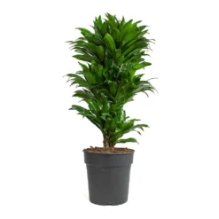 Dracaena Fragrans Compacta - Branched 21 Dracaena Fragrans Compacta - Branched -Outlet The Ever Sprout Store Dracaena fragrans Compacta Branched 24cm