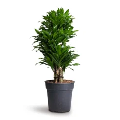 Dracaena Fragrans Compacta - Branched 16 Dracaena Fragrans Compacta - Branched -Outlet The Ever Sprout Store Dracaena fragrans Compacta Branched 24x75cm 1