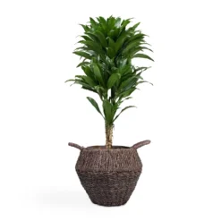 Dracaena Fragrans Compacta - Branched 18 Dracaena Fragrans Compacta - Branched -Outlet The Ever Sprout Store Dracaena fragrans Compacta Branched 24x75cm Jelle Plant Baskets Set of 3 Black warped a799a670 655b 4e6e 8f03 e8610f298c38