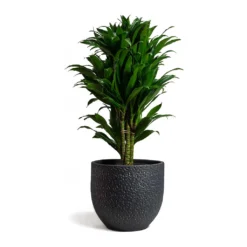 Dracaena Fragrans Compacta - Branched 14 Dracaena Fragrans Compacta - Branched -Outlet The Ever Sprout Store Dracaena fragrans Compacta Branched 24x75cm Rinca Plant Pot Shiny Black 29x26cmV2 d1a30b6d e211 4522 9b8e 6a963efd0c98