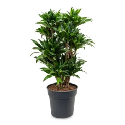 Dracaena Fragrans Compacta - Branched 23 Dracaena Fragrans Compacta - Branched -Outlet The Ever Sprout Store Dracaena fragrans Compacta Branched 30x100cm