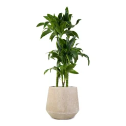Dracaena Fragrans Dorado - Multi Stem -Outlet The Ever Sprout Store Dracaena fragrans Dorado 3Stem 21x95cm Raindrop Tube Round Planter Stone 30x26cm