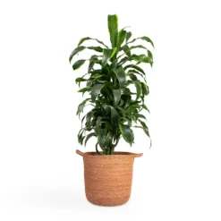 Dracaena Fragrans Dorado - Branched -Outlet The Ever Sprout Store Dracaena fragrans Dorado Branched 21x70cm Nelis Plant Basket Camel 28x27cm