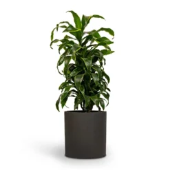 Dracaena Fragrans Dorado - Branched -Outlet The Ever Sprout Store Dracaena fragrans Dorado Branched 21x70cm Pot Max Refined Planter 29x29.5cm 2 814c9cca 14d7 4ebb 9b15 2f8d14bfad60
