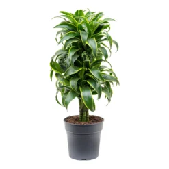 Dracaena Fragrans Dorado - Branched -Outlet The Ever Sprout Store Dracaena fragrans Dorado Branched