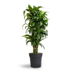 Dracaena Fragrans Dorado - Branched -Outlet The Ever Sprout Store Dracaena fragrans Dorado Branched 27x110cm