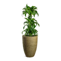 Ben Plant Pot - Straw Grass 16 Ben Plant Pot - Straw Grass -Outlet The Ever Sprout Store Dracaena fragrans Dorado Branched Ben Plant Pot Straw Grass 41fd72bd fecb 4792 984f 971c4e8cc9c3