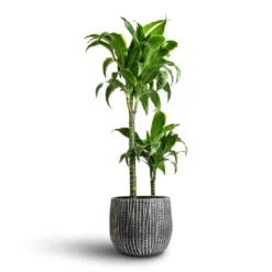 Dracaena Fragrans Dorado - Multi Stem