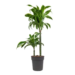 Dracaena Fragrans Dorado - Multi Stem -Outlet The Ever Sprout Store Dracaena fragrans Dorado Multi Stem 19x80cm 2 stems