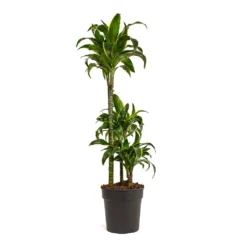Dracaena Fragrans Dorado - Multi Stem -Outlet The Ever Sprout Store Dracaena fragrans Dorado Multi Stem 21cm