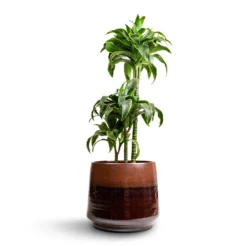 Dracaena Fragrans Dorado - Multi Stem -Outlet The Ever Sprout Store Dracaena fragrans Dorado Multi Stem 21x95cm 3 stems Joah Plant Pot Truffle 38x34cm
