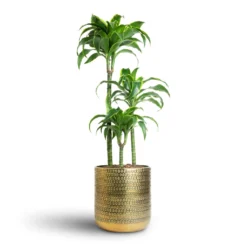 Dracaena Fragrans Dorado - Multi Stem -Outlet The Ever Sprout Store Dracaena fragrans Dorado Multi Stem 21x95cm 3 stems Solis Embossed Plant Pot Gold 25x25cm 7