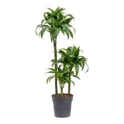 Dracaena Fragrans Dorado - Multi Stem -Outlet The Ever Sprout Store Dracaena fragrans Dorado Multi Stem