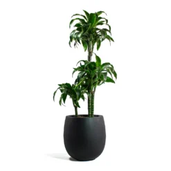 Dracaena Fragrans Dorado - Multi Stem -Outlet The Ever Sprout Store Dracaena fragrans Dorado Multi Stem Grigio Balloon Plant Pot Anthracite Concrete 9b86369d f126 415d bbd3 0137e64ba038