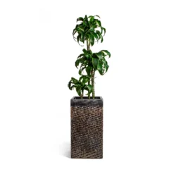 Dracaena Fragrans Dorado - Multi Stem -Outlet The Ever Sprout Store Dracaena fragrans Dorado Multi Stem Luxe Lite Layer Square Planter Bronze