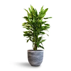 Dracaena Fragrans Golden Coast - Branched 14 Dracaena Fragrans Golden Coast - Branched -Outlet The Ever Sprout Store Dracaena fragrans Golden Coast Branched 24x90cm Cas Plant Pot Anthracite 32x29cm bcf056ee b210 4c9b a483 112e7bc17825