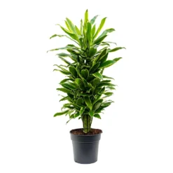Dracaena Fragrans Golden Coast - Branched 13 Dracaena Fragrans Golden Coast - Branched -Outlet The Ever Sprout Store Dracaena fragrans Golden Coast Branched 27cm