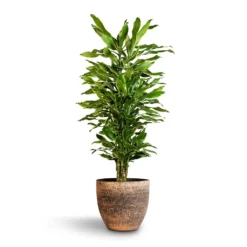 Dracaena Fragrans Golden Coast - Branched 10 Dracaena Fragrans Golden Coast - Branched -Outlet The Ever Sprout Store Dracaena fragrans Golden Coast Branched 27x110cm Cas Plant Pot Sahara 36x32cm