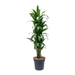 Dracaena Fragrans Janet Craig - Branched -Outlet The Ever Sprout Store Dracaena fragrans Janet Craig Branched