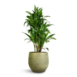Dracaena Fragrans Janet Craig - Branched -Outlet The Ever Sprout Store Dracaena fragrans Janet Craig Branched 27x130cm Lydia Plant Pot Shiny Green 36x32cm