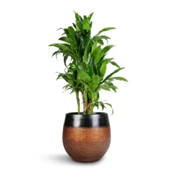 Dracaena Fragrans Janet Craig - Branched -Outlet The Ever Sprout Store Dracaena fragrans Janet Craig Branched 27x130cm Mya Plant Pot Shiny Mocha 36x32cm