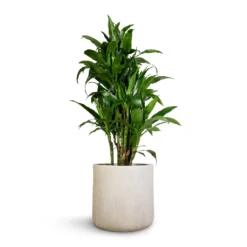 Dracaena Fragrans Janet Craig - Branched -Outlet The Ever Sprout Store Dracaena fragrans Janet Craig Branched 27x130cm Raindrop Round Planter Stone 34x32cm 1