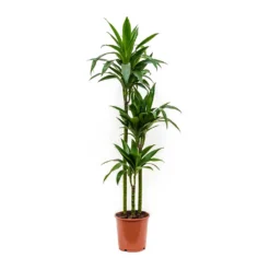 Dracaena Fragrans Janet Craig - Multi Stem 14 Dracaena Fragrans Janet Craig - Multi Stem -Outlet The Ever Sprout Store Dracaena fragrans Janet Craig Multi Stem