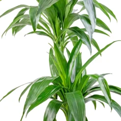 Dracaena Fragrans Janet Craig - Multi Stem 15 Dracaena Fragrans Janet Craig - Multi Stem -Outlet The Ever Sprout Store Dracaena fragrans Janet Craig Multi Stem 24x135cm DETAIL