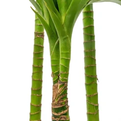Dracaena Fragrans Janet Craig - Multi Stem 16 Dracaena Fragrans Janet Craig - Multi Stem -Outlet The Ever Sprout Store Dracaena fragrans Janet Craig Multi Stem 24x135cm DETAIL 3