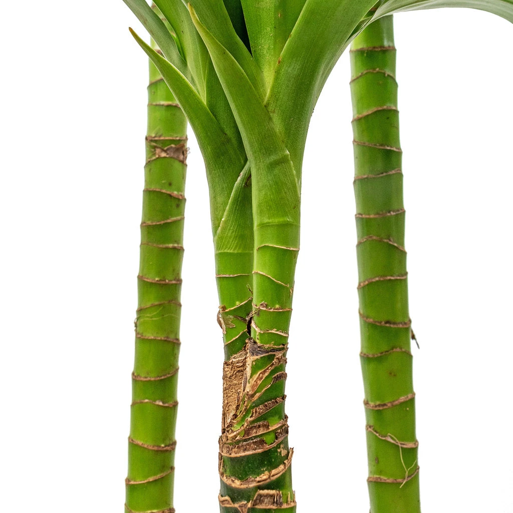 Dracaena Fragrans Janet Craig - Multi Stem 5 Dracaena Fragrans Janet Craig - Multi Stem - Image 5