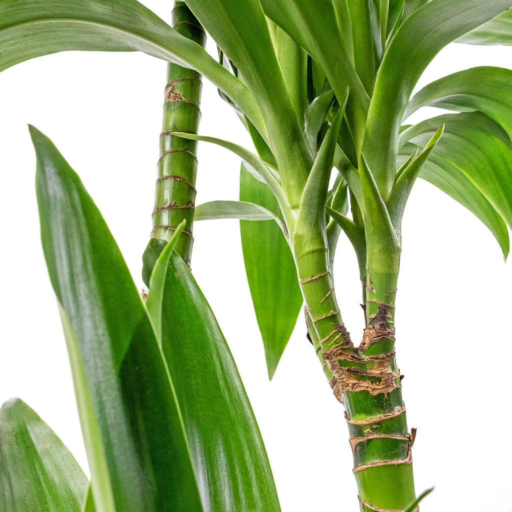 Dracaena Fragrans Janet Craig - Multi Stem 2 Dracaena Fragrans Janet Craig - Multi Stem - Image 2