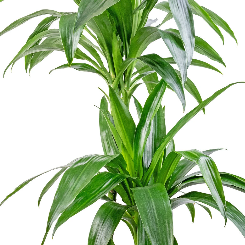 Dracaena Fragrans Janet Craig - Multi Stem 4 Dracaena Fragrans Janet Craig - Multi Stem - Image 4