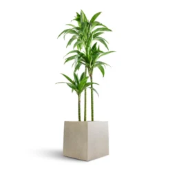 Dracaena Fragrans Janet Craig - Multi Stem 17 Dracaena Fragrans Janet Craig - Multi Stem -Outlet The Ever Sprout Store Dracaena fragrans Janet Craig Multi Stem 24x135cm 3 stems Grigio Cube Planter Antique White Concrete 30x30x30cm