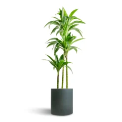 Outlet The Ever Sprout Store 9 Dracaena Fragrans Janet Craig - Multi Stem
