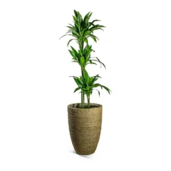 Ben Plant Pot - Straw Grass 17 Ben Plant Pot - Straw Grass -Outlet The Ever Sprout Store Dracaena fragrans Janet Craig Multi Stem Ben Plant Pot Straw Grass 8ef79176 2add 4bfd 8e9a 72a53007d81e
