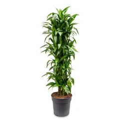 Dracaena Fragrans Janet Craig - Branched -Outlet The Ever Sprout Store Dracaena fragrans Janet Craig branched 34x180cm
