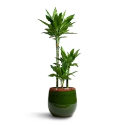 Dracaena Fragrans Janet Lind - Multi Stem -Outlet The Ever Sprout Store Dracaena fragrans Janet Lind 3 Stem 21x100cm Charlotte Plant Pot Green 29x25cm