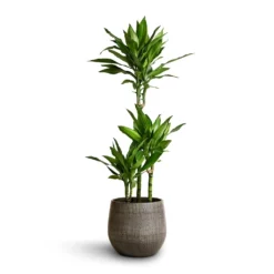 Dracaena Fragrans Janet Lind - Multi Stem -Outlet The Ever Sprout Store Dracaena fragrans Janet Lind Multi Stem 21x100 Esra Plant Pot Mystic Grey 26x26cm
