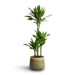 Dracaena Fragrans Janet Lind - Multi Stem -Outlet The Ever Sprout Store Dracaena fragrans Janet Lind Multi Stem 21x100 Iris Plant Pot Mint 26x21cm