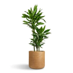 Outlet The Ever Sprout Store 17 Dracaena Fragrans Janet Lind - Multi Stem