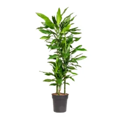 Dracaena Fragrans Janet Lind - Multi Stem -Outlet The Ever Sprout Store Dracaena fragrans Janet Lind Multi Stem 21x110cm 3 stems