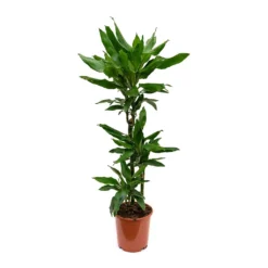 Dracaena Fragrans Janet Lind - Multi Stem -Outlet The Ever Sprout Store Dracaena fragrans Janet Lind Multi Stem