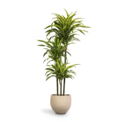 Dracaena Fragrans Lemon Lime - Multi Stem -Outlet The Ever Sprout Store Dracaena fragrans Lemon Lime 3MultiStem 24 x 140cm Mini Orb Kevan Plant Pot Grey Washed 32x28cm