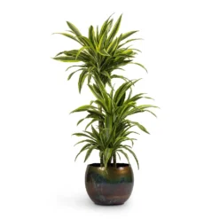 Dracaena Fragrans Lemon Lime - Multi Stem -Outlet The Ever Sprout Store Dracaena fragrans Lemon Lime 3MultiStem 24x140cm Ellen Metal Plant Pots Set3 Big Vintage Green